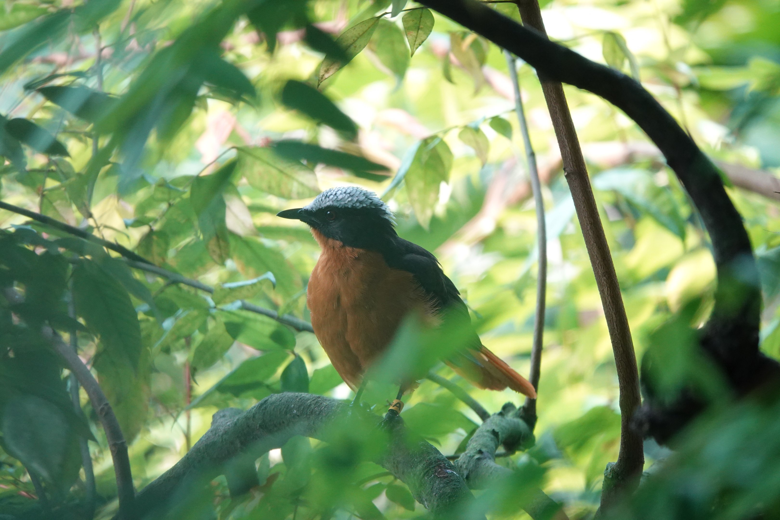 Snowy-crowned robin-chat