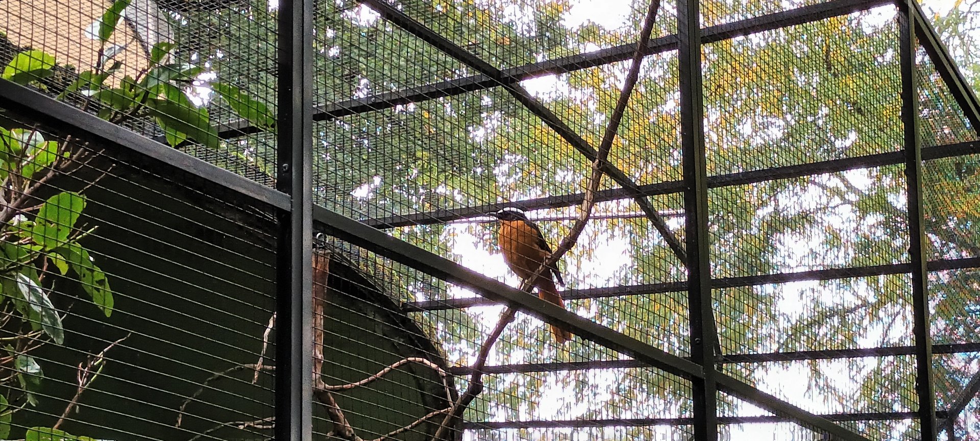 Snowy crowned Robin Chat