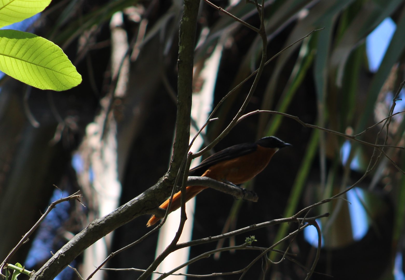 Snowy-crowned robin-chat