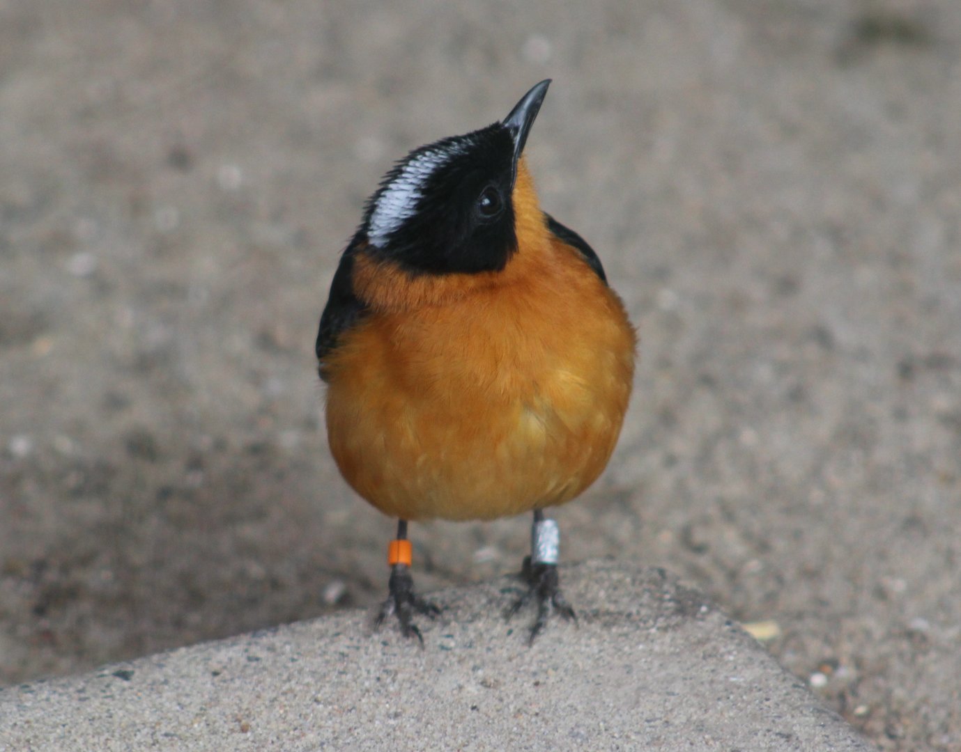 Snowy-crowned robin-chat