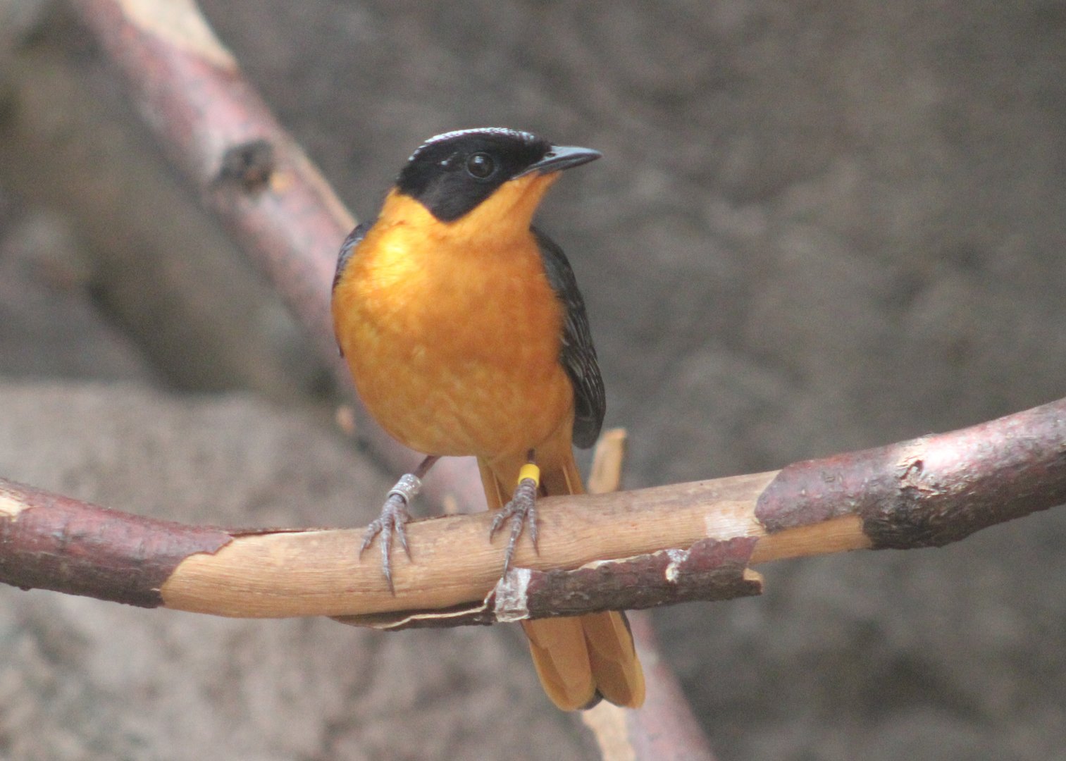 Snowy-crowned robin-chat
