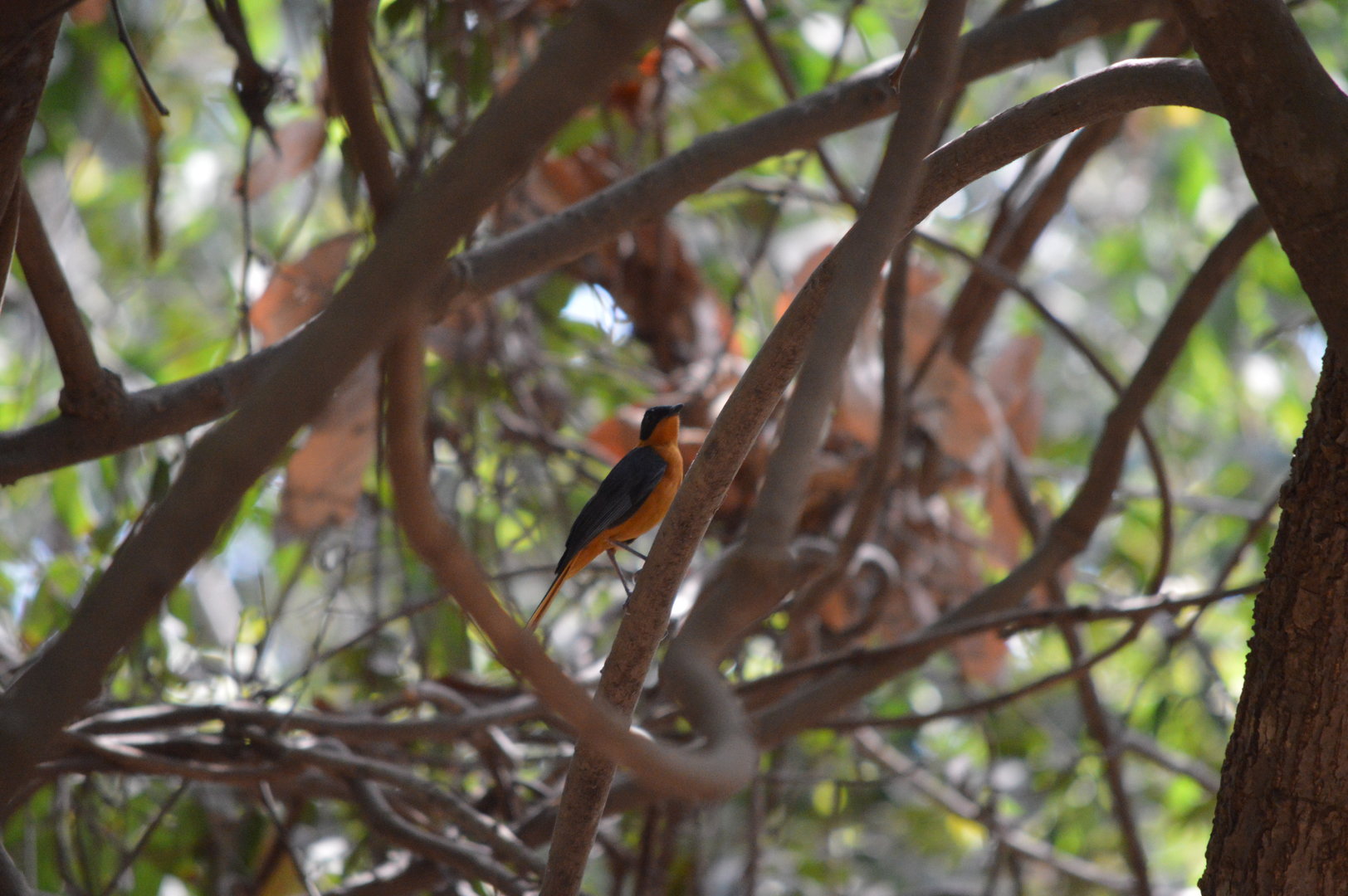 Snowy-Crowned Robin Chat