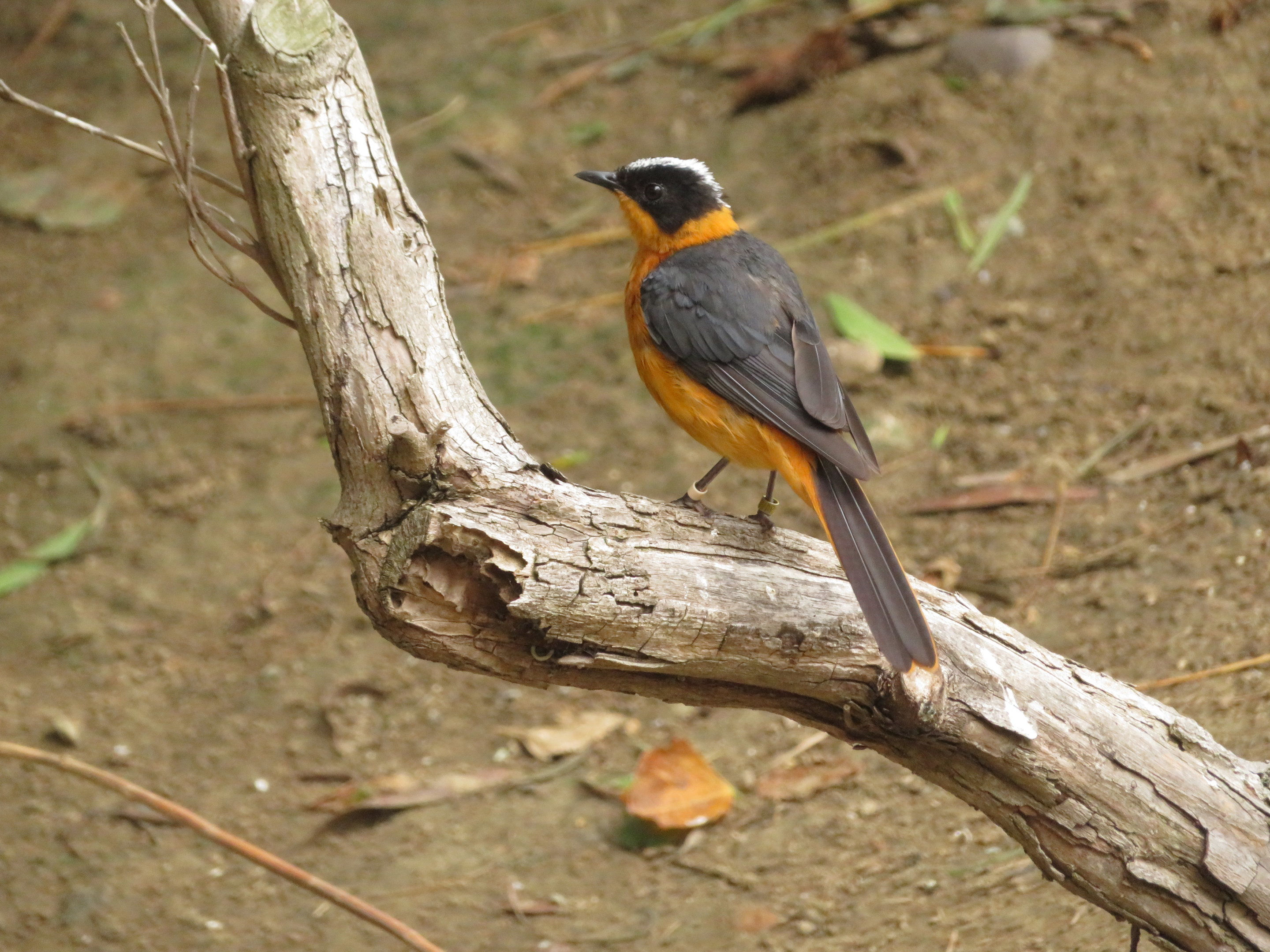Snowy-crowned Robin-chat