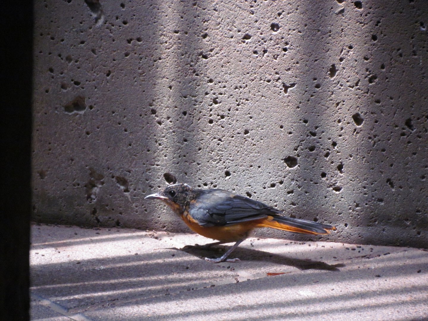 Snowy-crowned Robin-chat