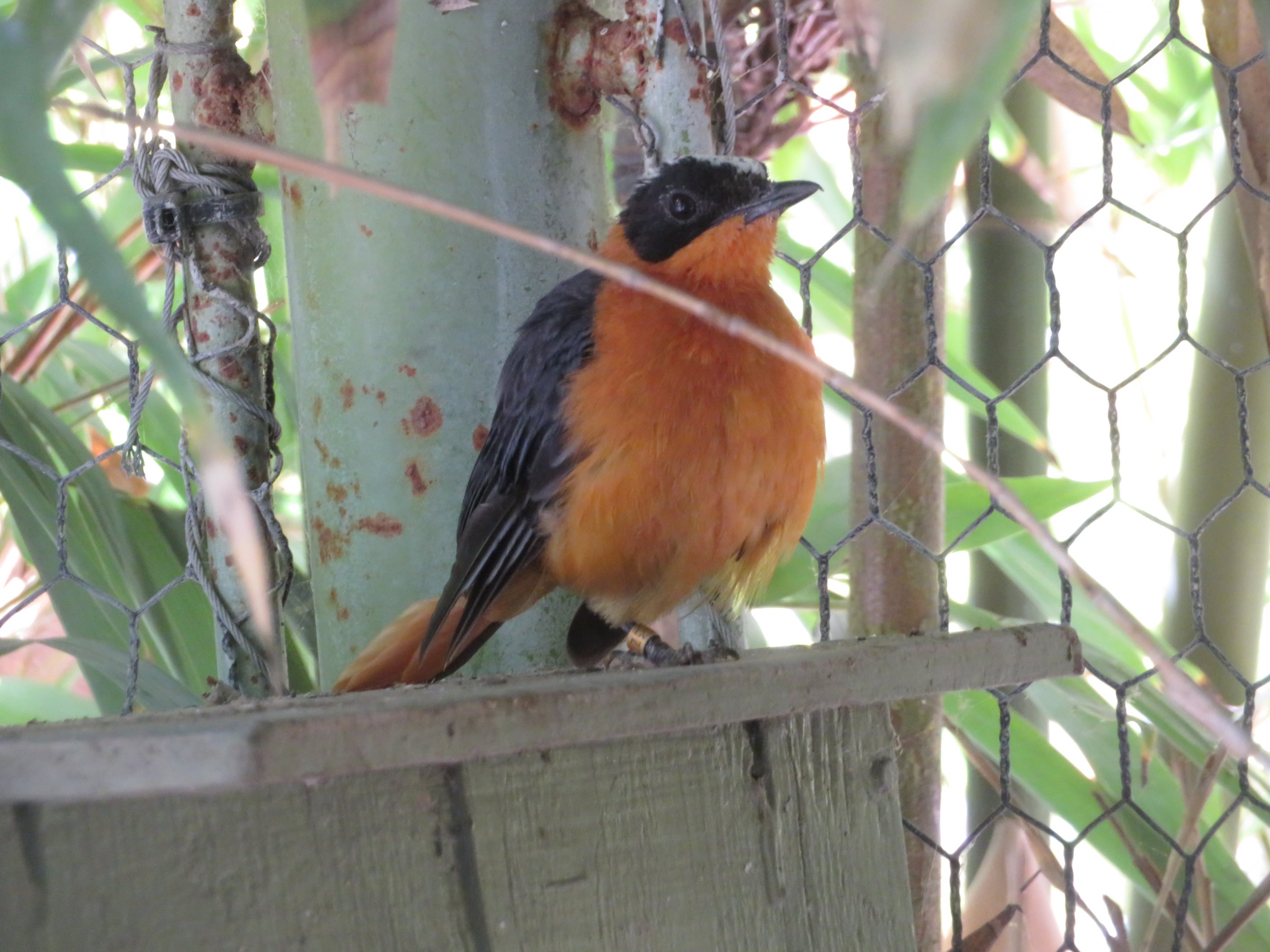 Snowy-crowned Robin-chat
