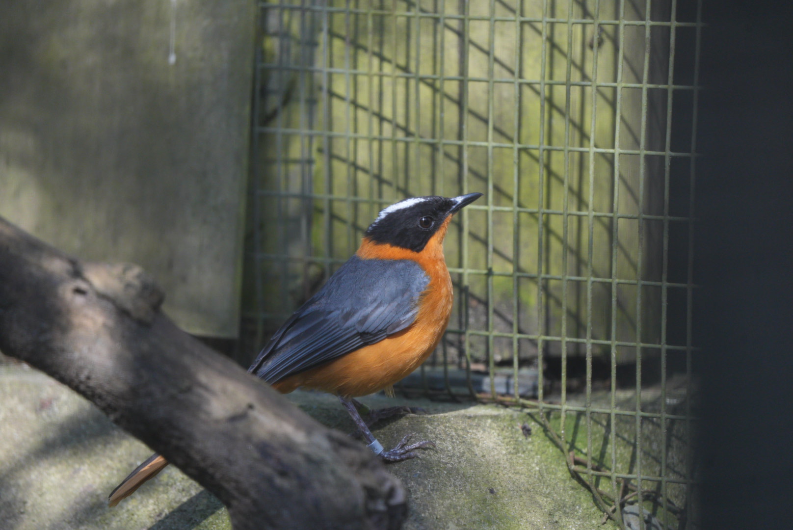 Snowy-crowned Robin-chat