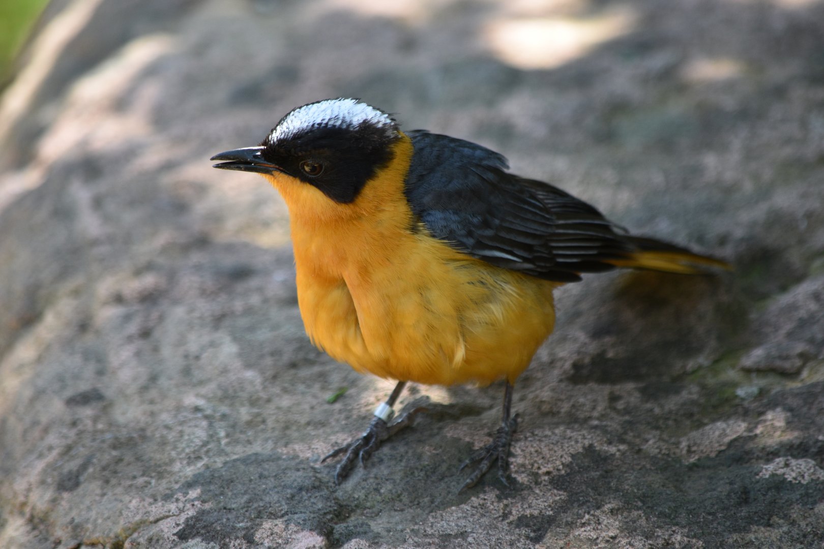 Snowy-crowned robin-chat