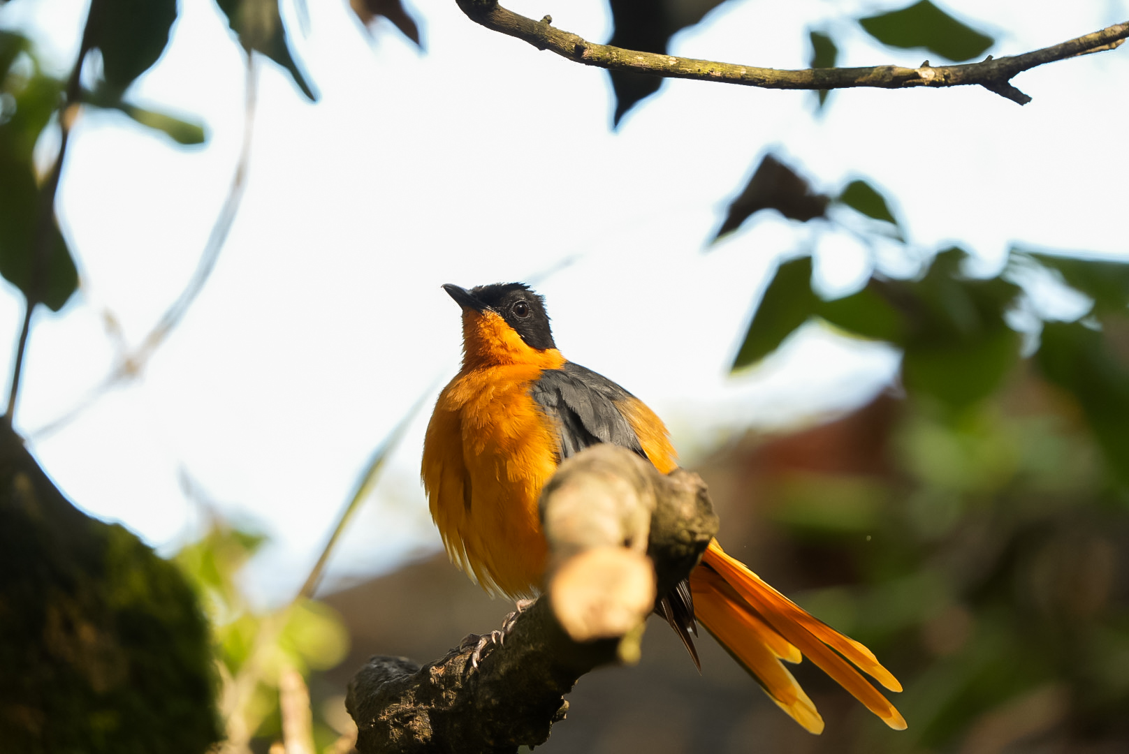 Snowy-Crowned Robin-chat