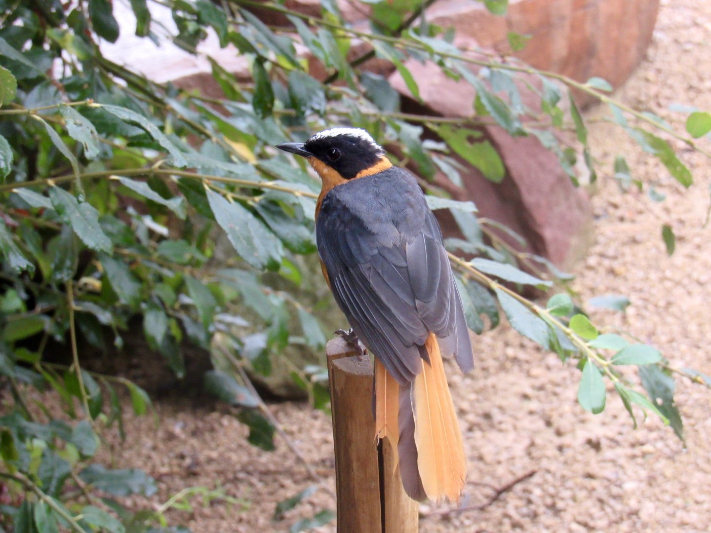 Snowy-crowned robin-chat
