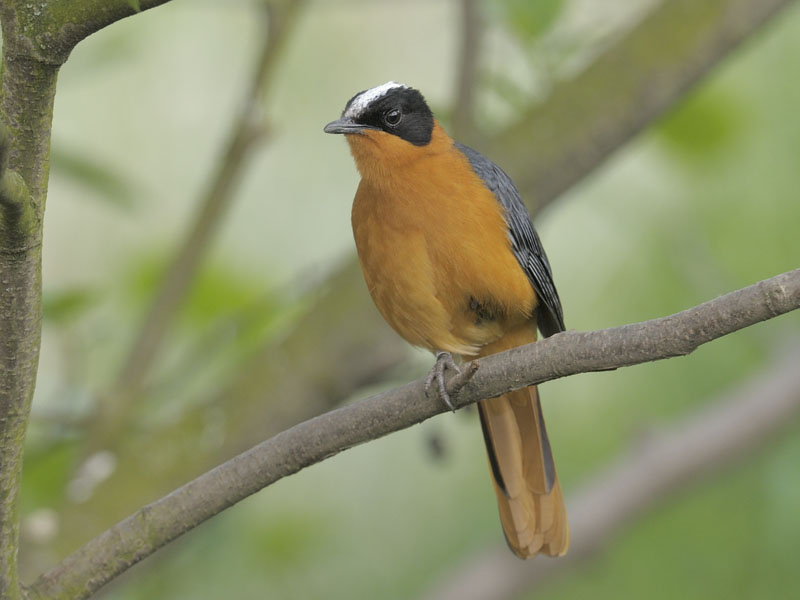 Snowy-crowned robin chat