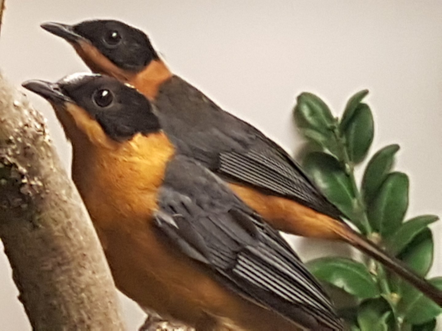 Snowy-crowned robin-chats