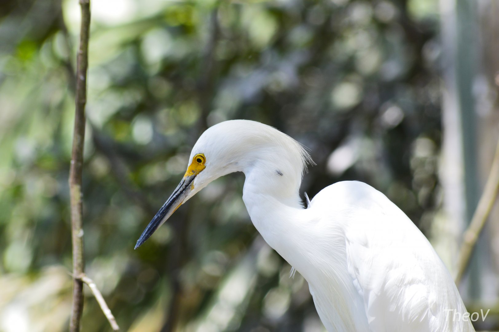 Snowy egret [2017]