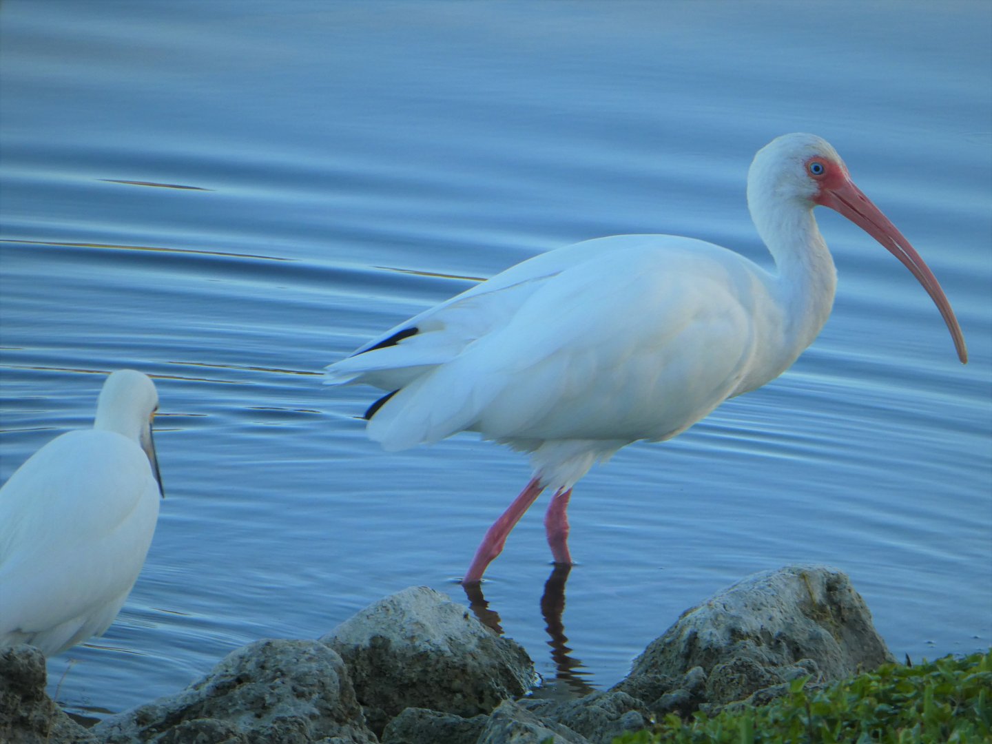 Snowy Egret, American White Ibis