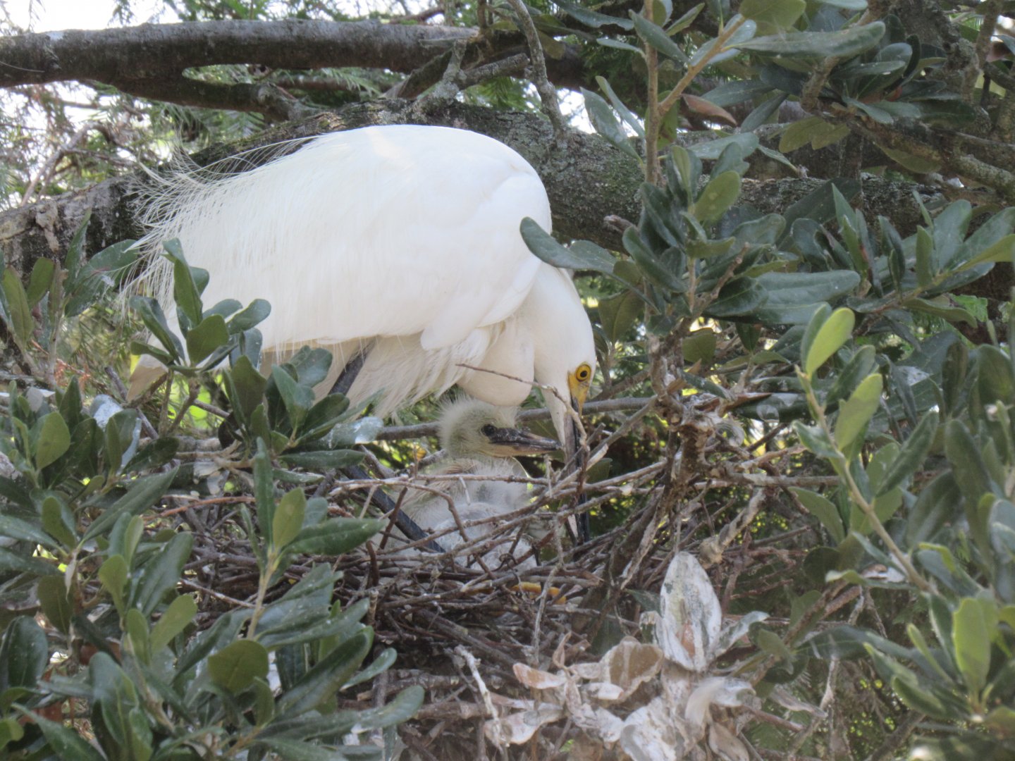 Snowy Egret and Chick (Egretta thula)