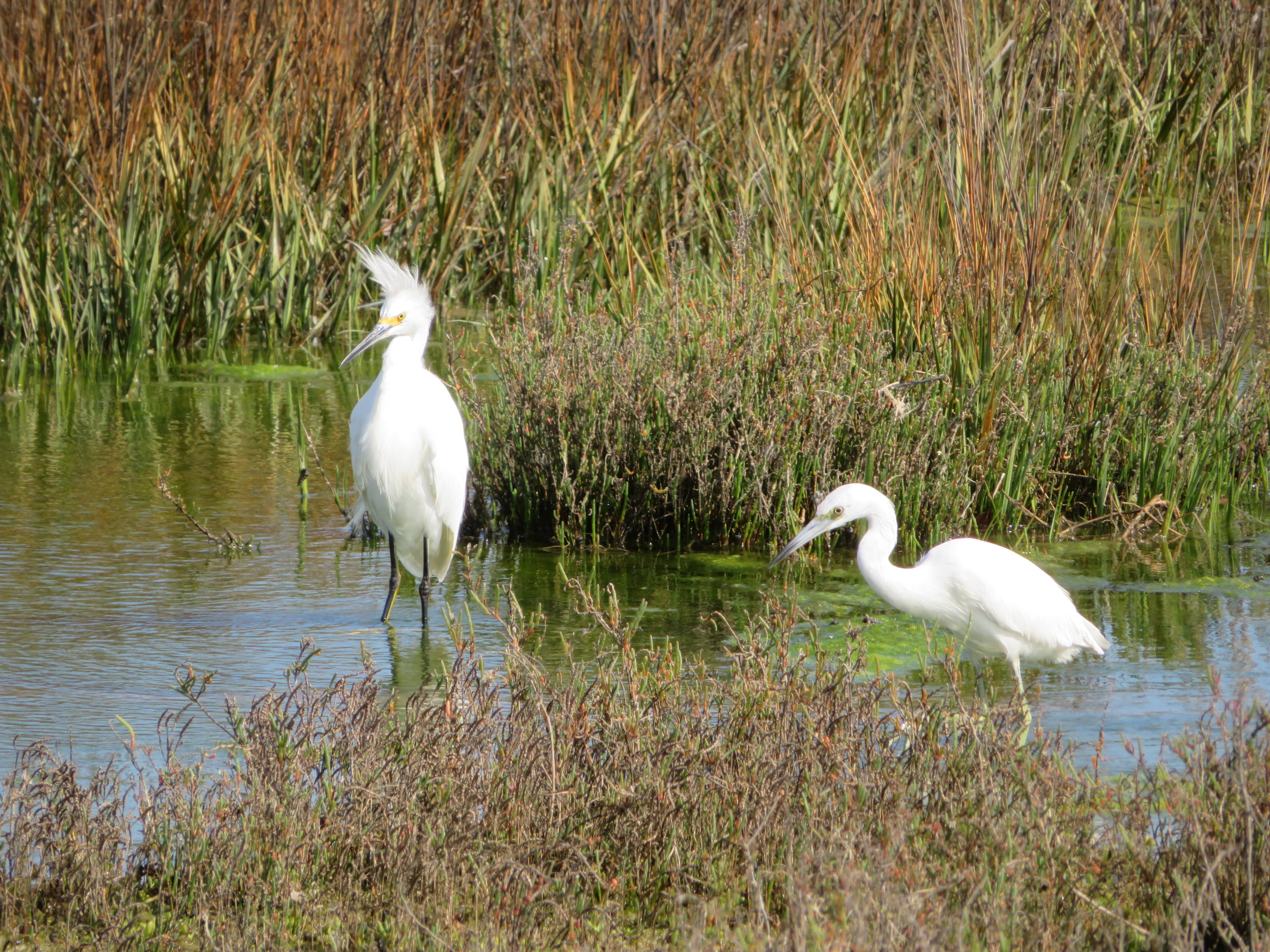 Snowy Egret and Little Blue Heron