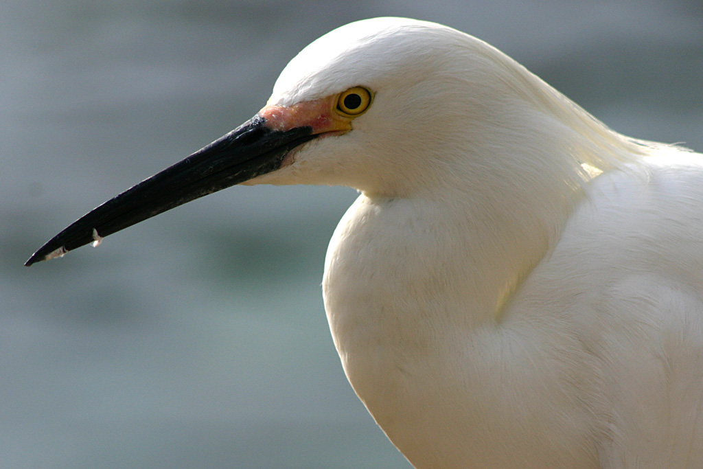 Snowy Egret at SeaWorld Orlando 20/03/05