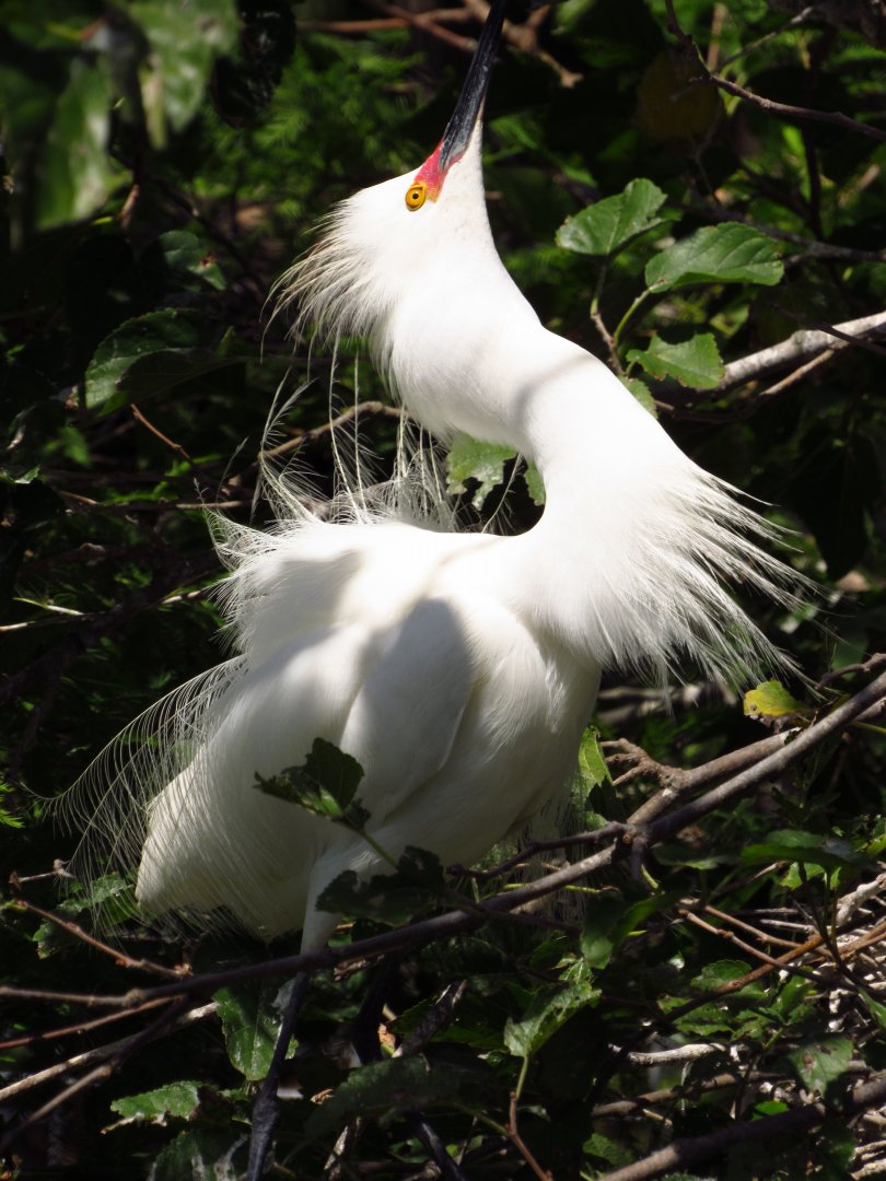 Snowy Egret Displaying