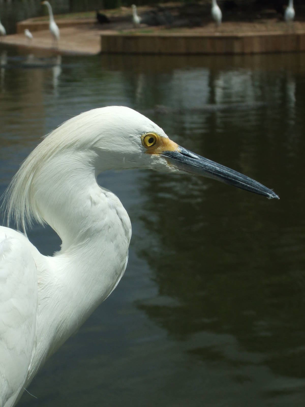 Snowy Egret (Egretta thula)