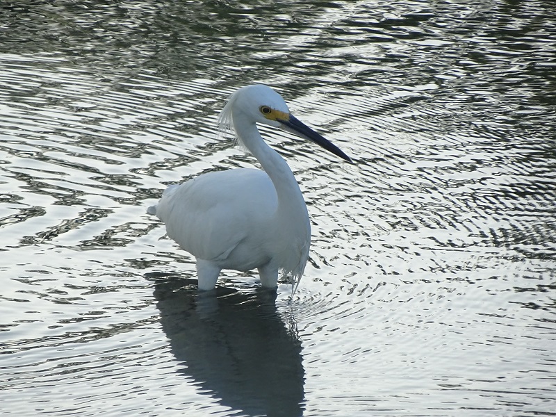 Snowy egret (Egretta thula)