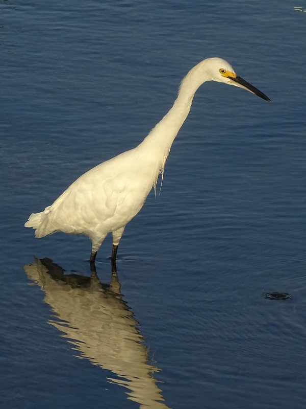 Snowy egret (Egretta thula)