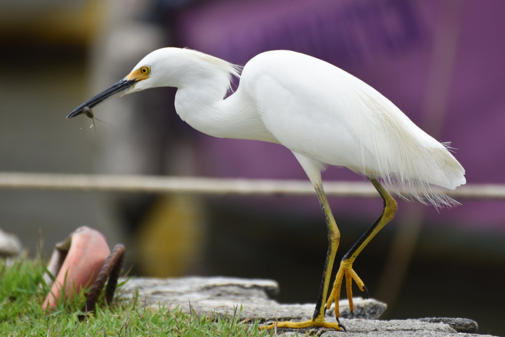 Snowy Egret (Egretta thula)