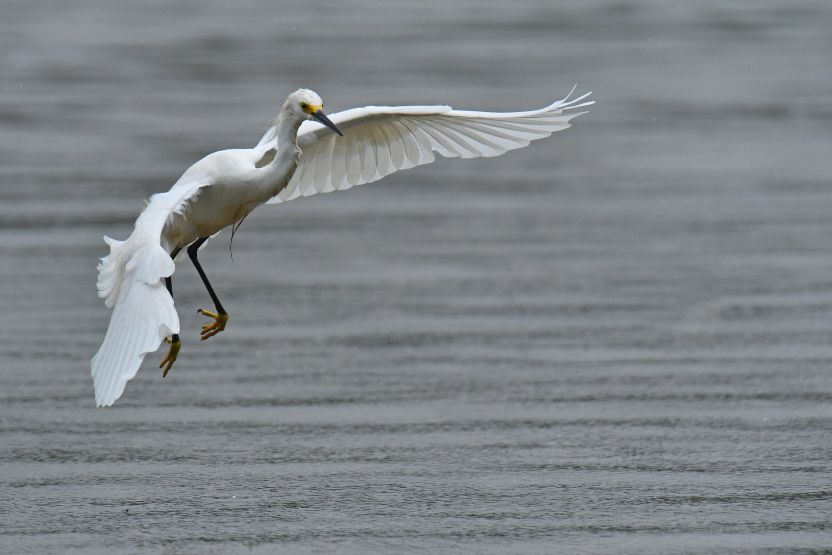 Snowy Egret (Egretta thula)