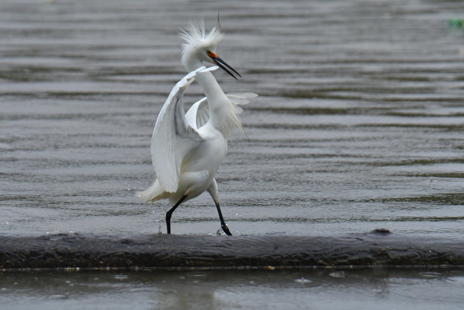 Snowy Egret (Egretta thula)