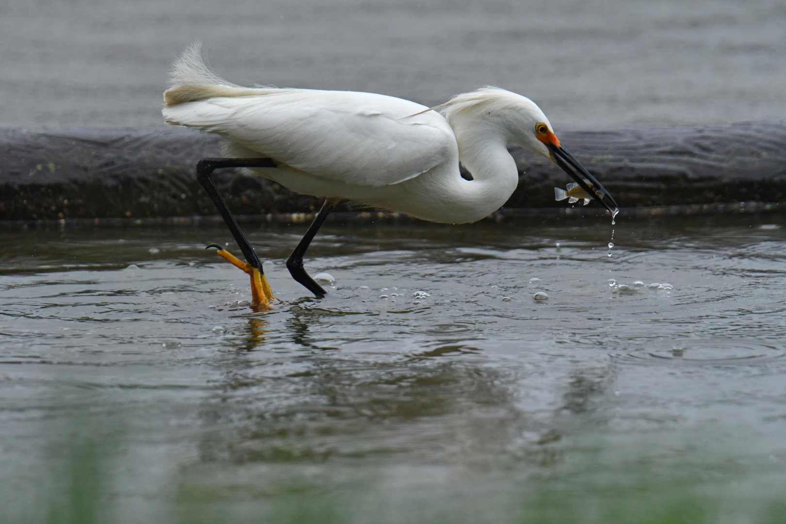 Snowy Egret (Egretta thula)