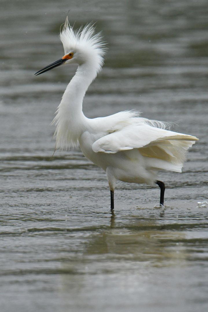Snowy Egret (Egretta thula)