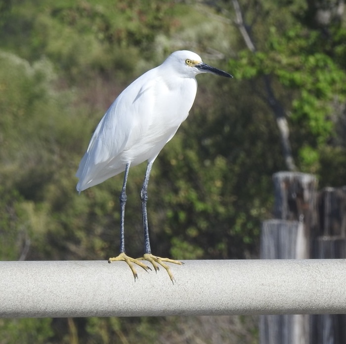Snowy Egret (Egretta thula)