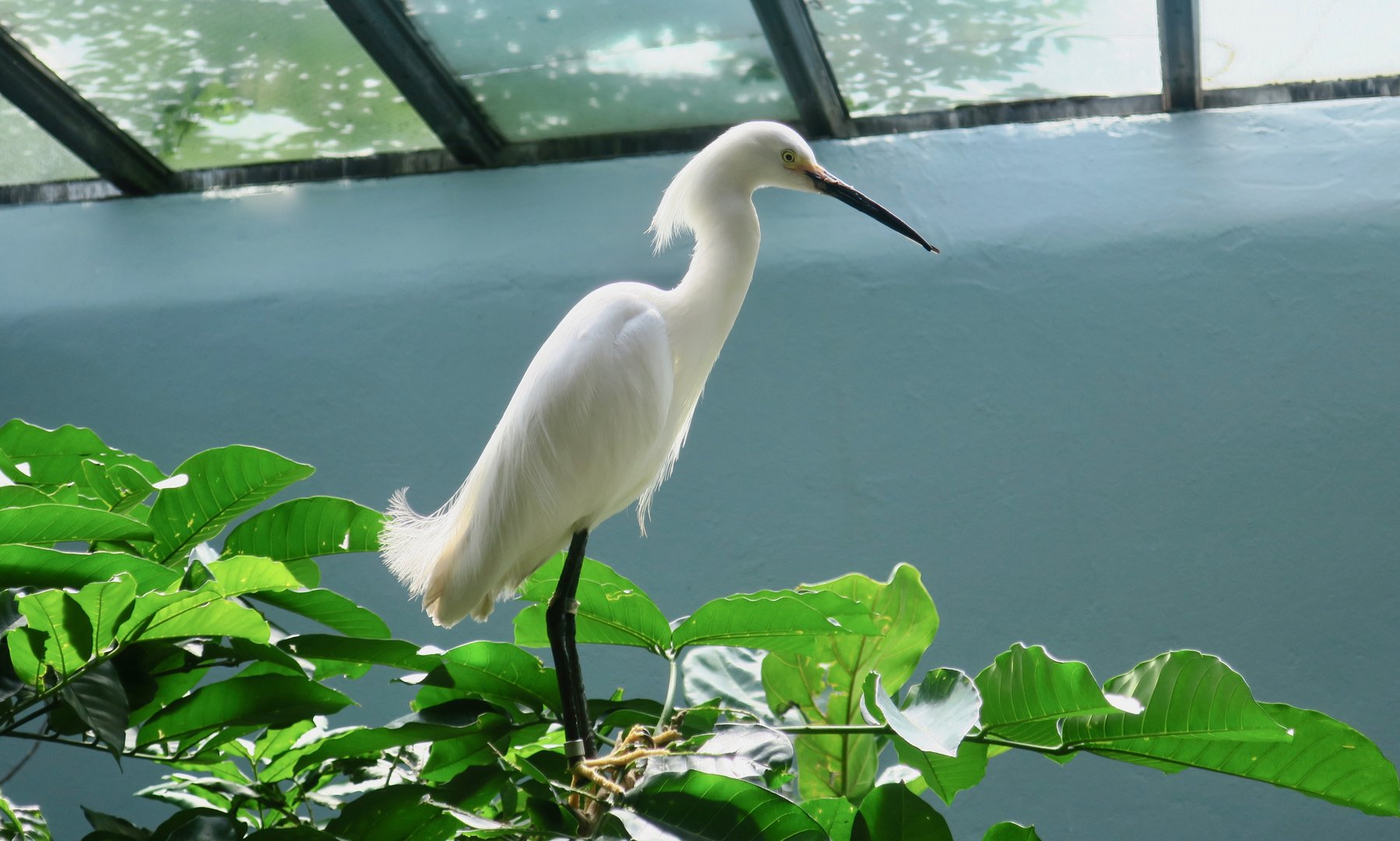 Snowy Egret (Egretta thula)