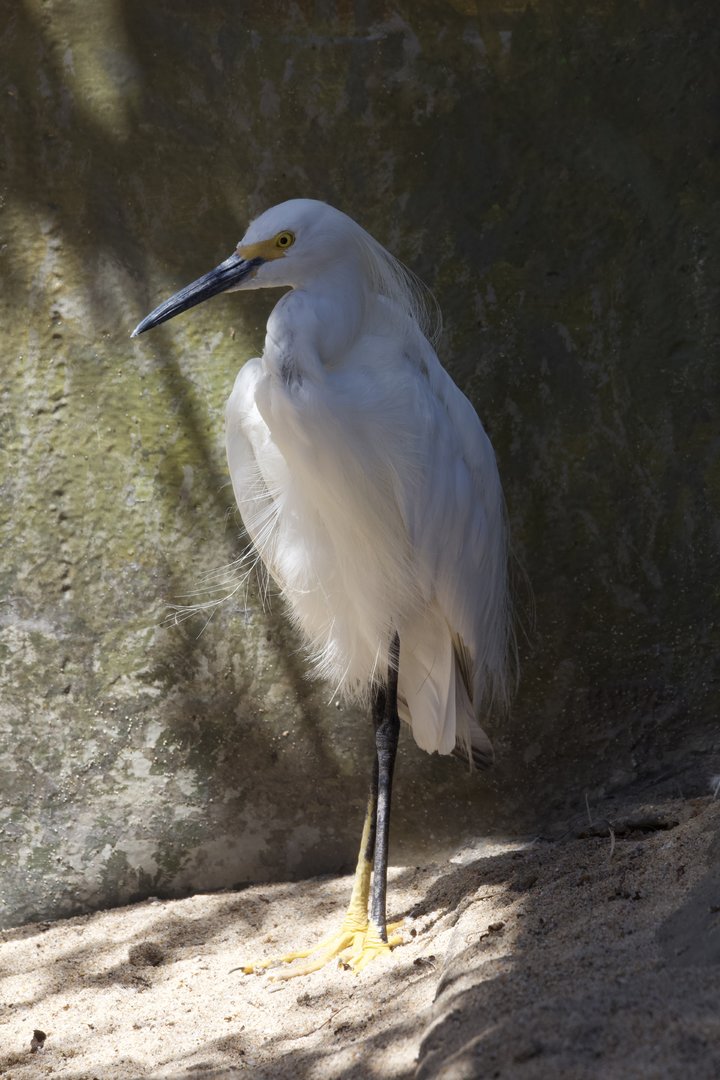 Snowy egret/ Egretta thula