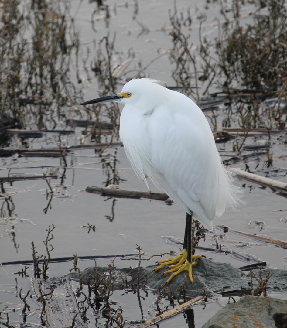 Snowy Egret (Egretta thula)