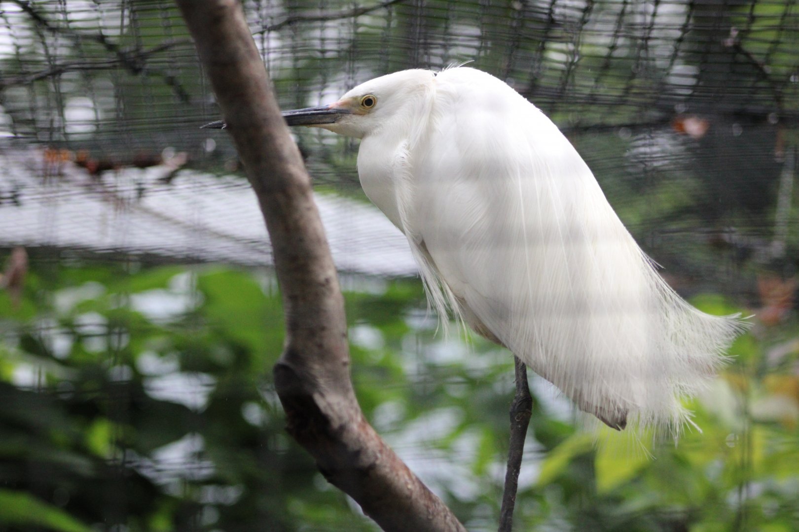 Snowy Egret (Egretta thula)