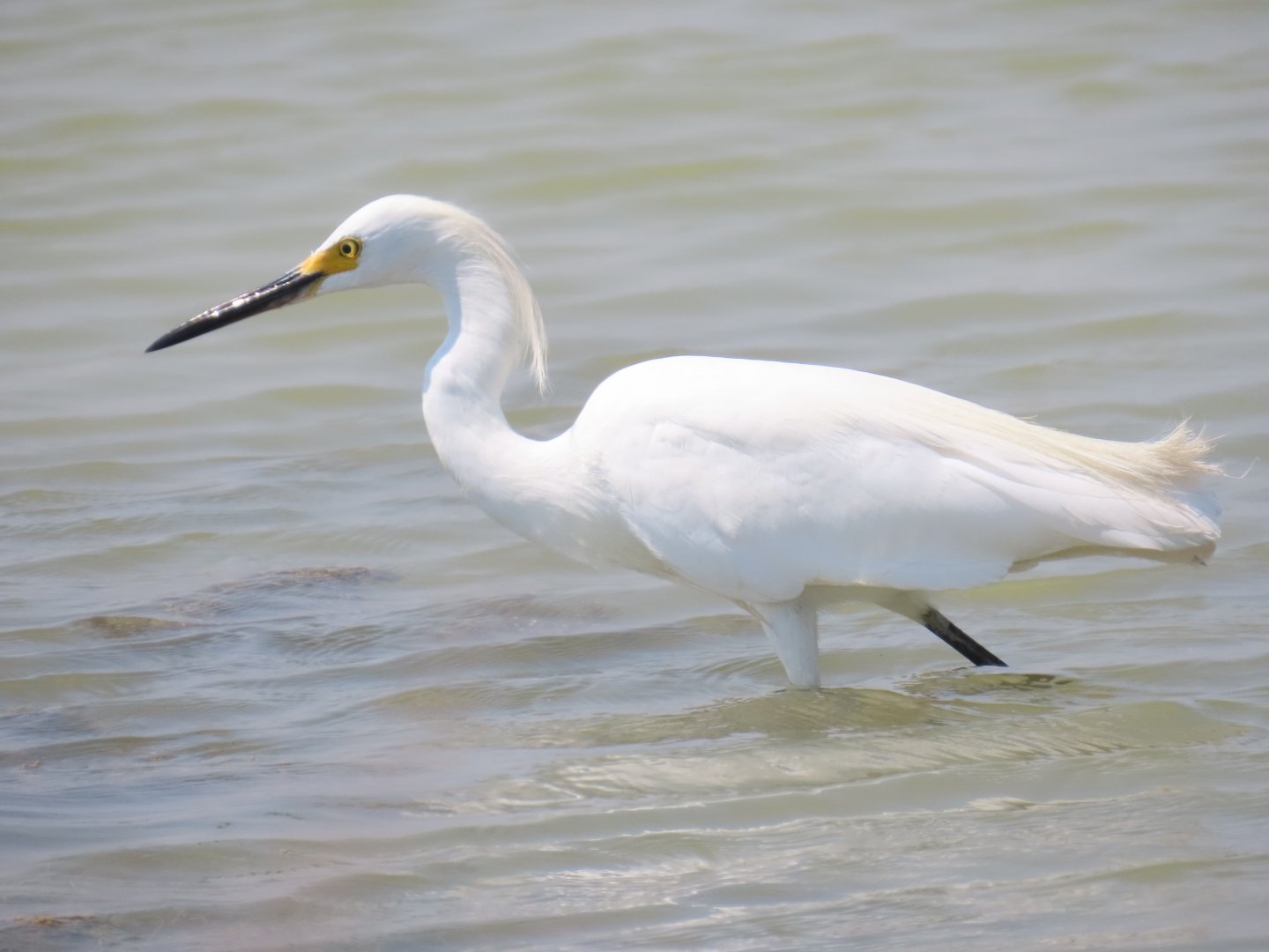 Snowy Egret (Egretta thula)