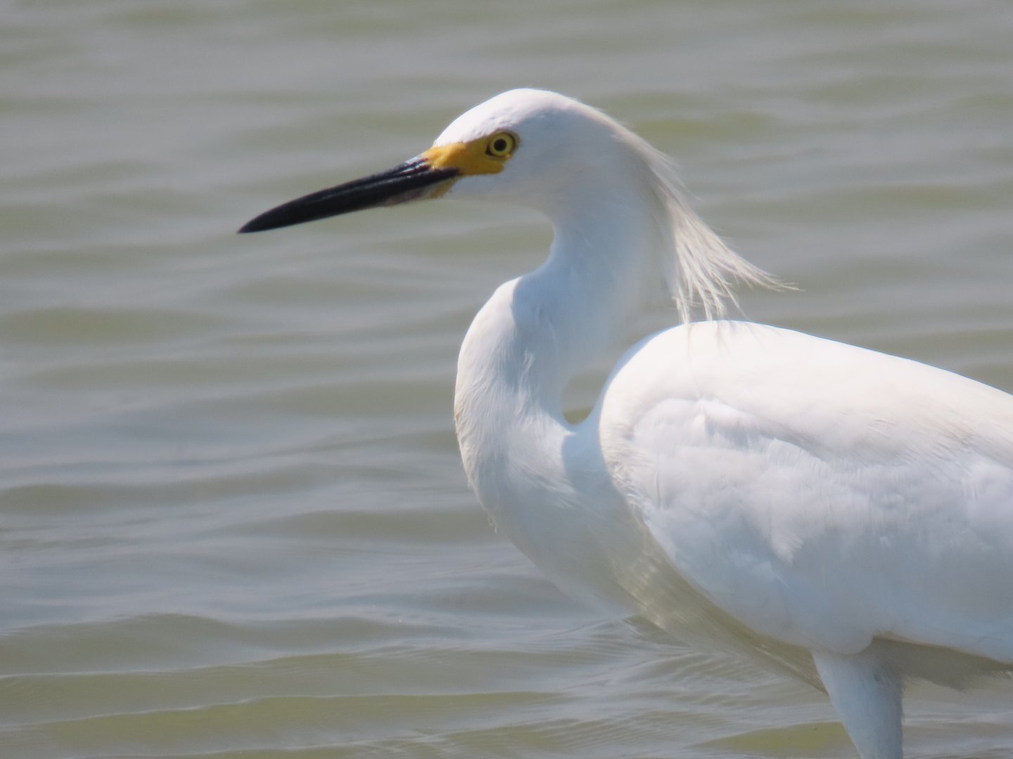 Snowy Egret (Egretta thula)