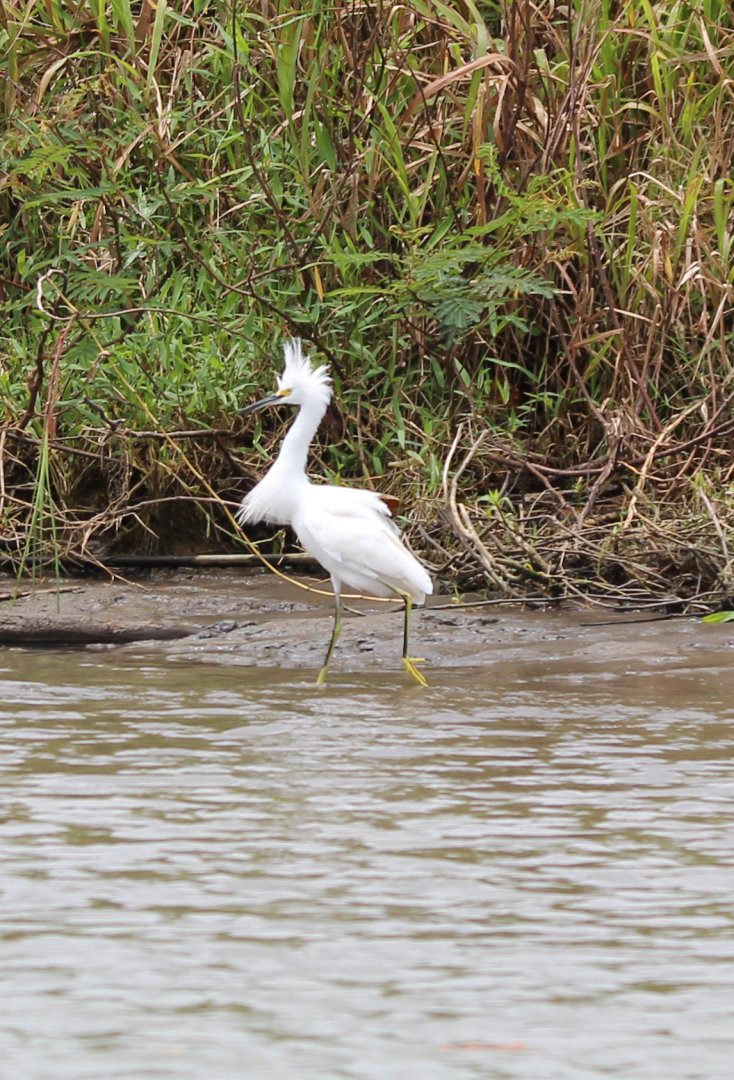Snowy Egret - Mar 2019