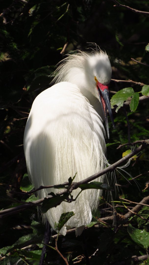 Snowy Egret Portrait