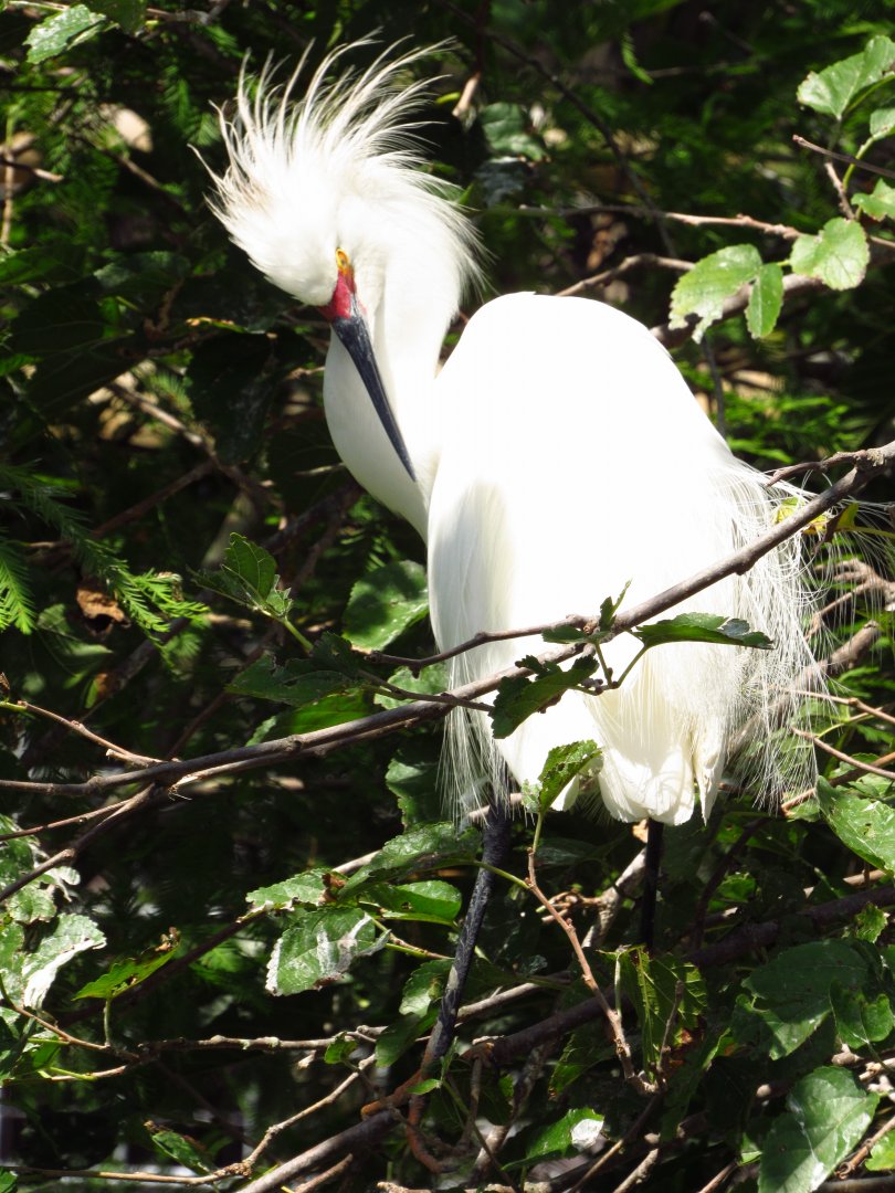 Snowy Egret Preening
