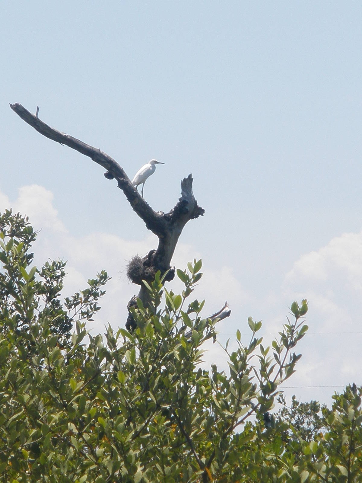 Snowy Egret, Sanibel Island FL 2012