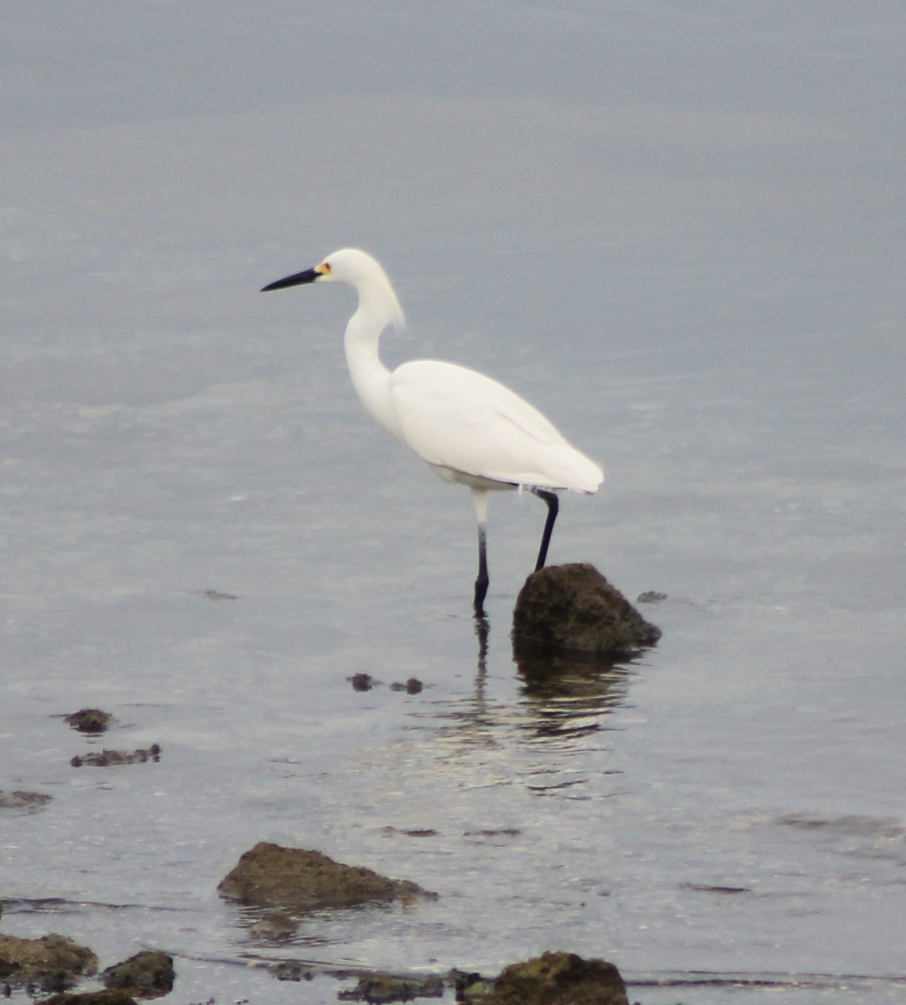 Snowy egret