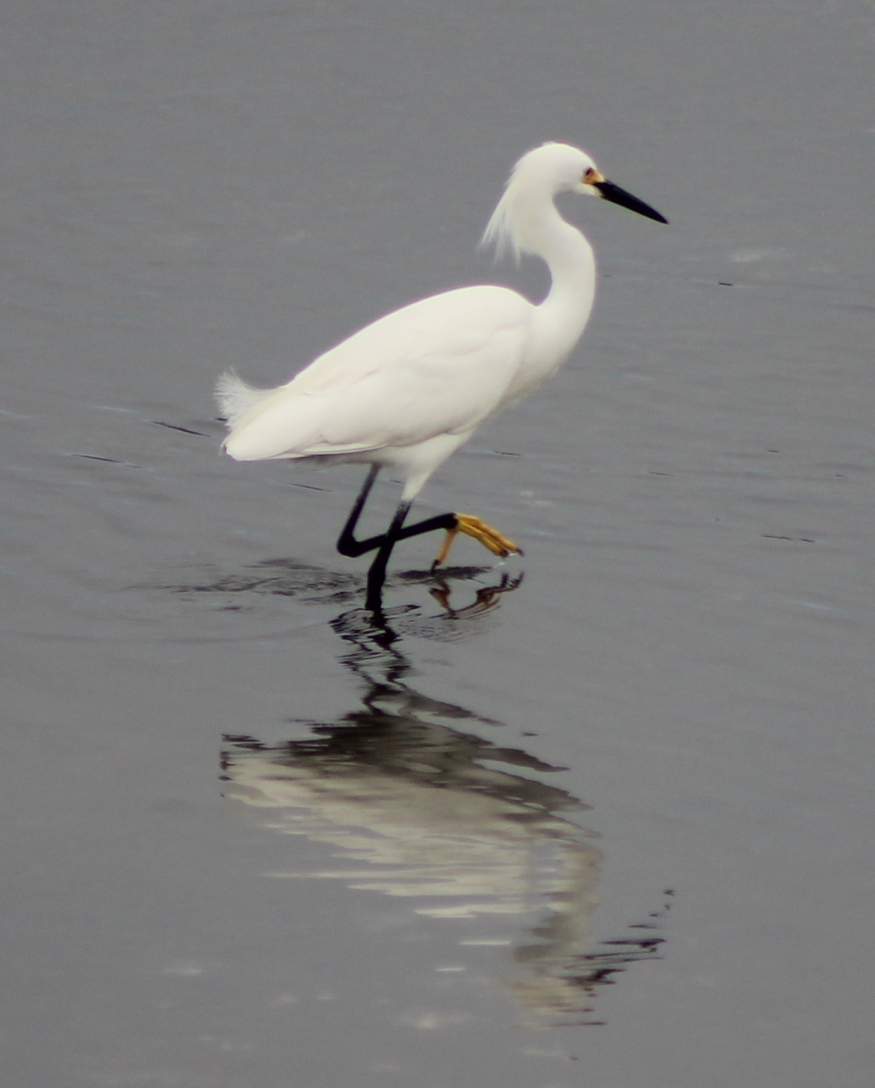 Snowy egret