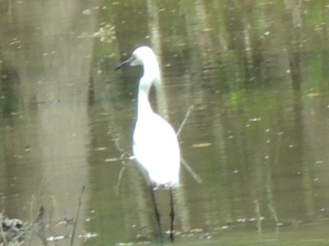 snowy Egret