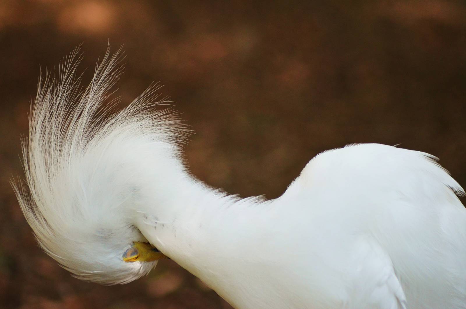 Snowy Egret