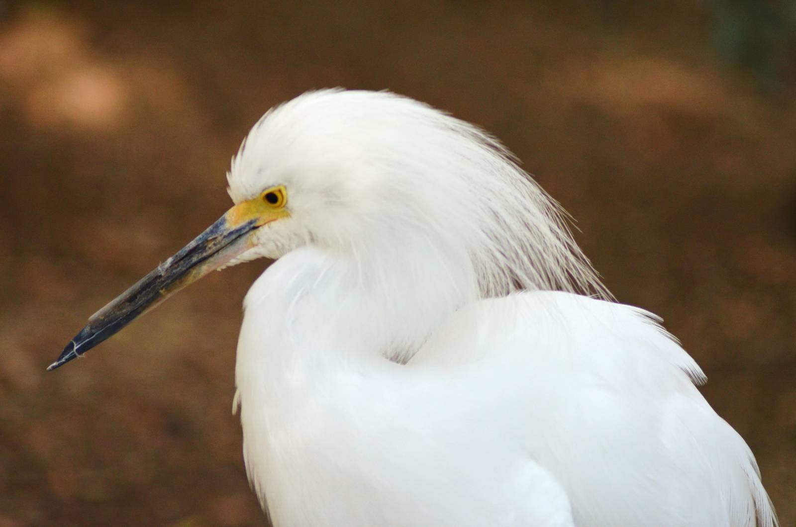 Snowy Egret