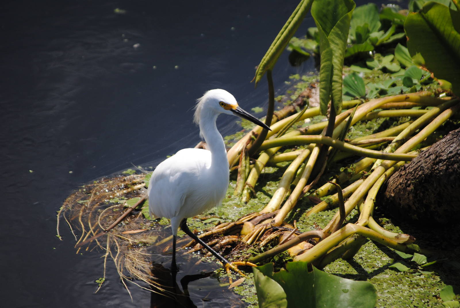 Snowy Egret