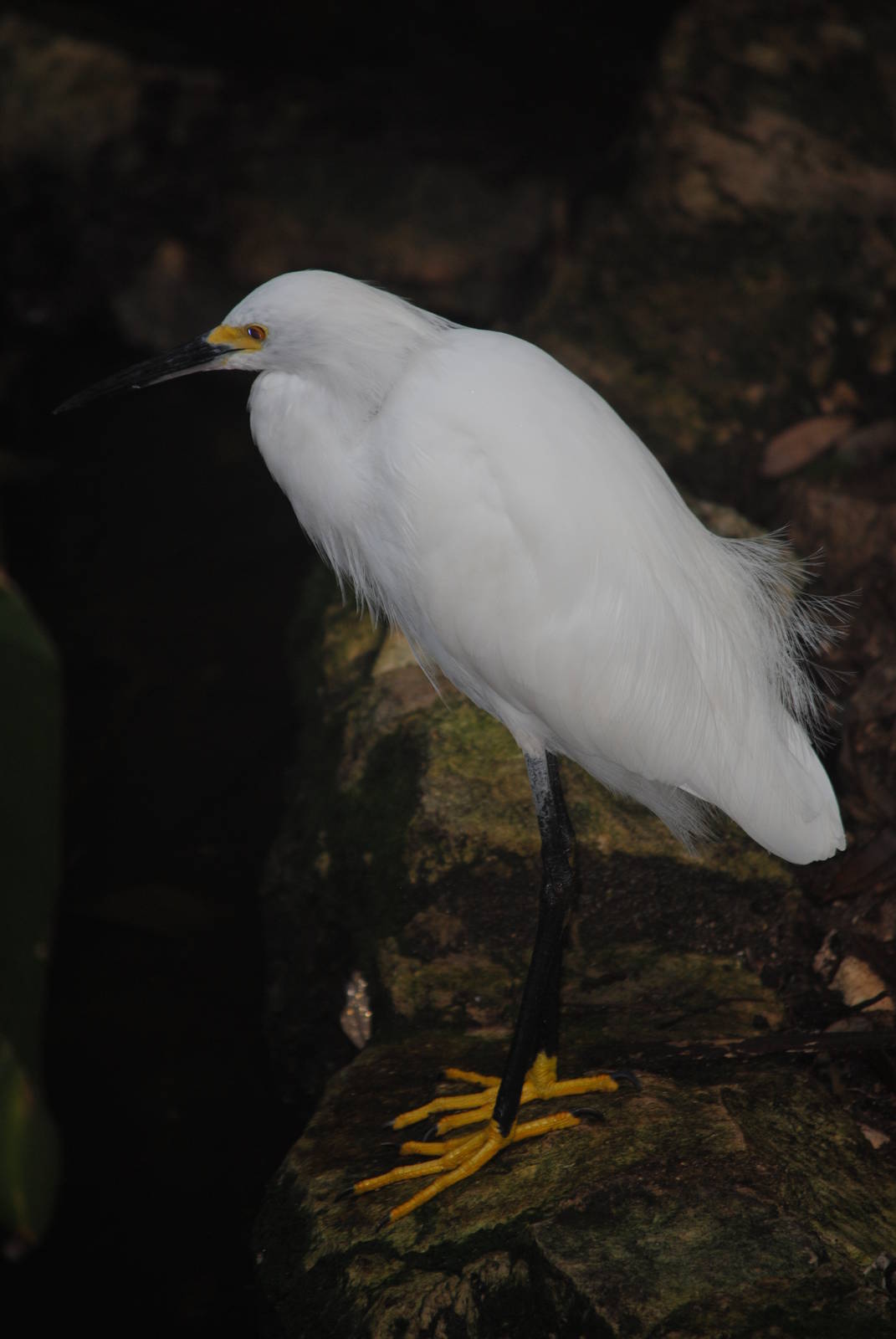 Snowy Egret
