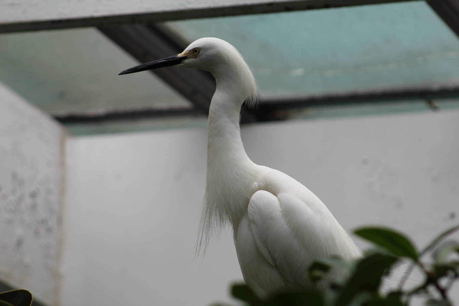 Snowy Egret