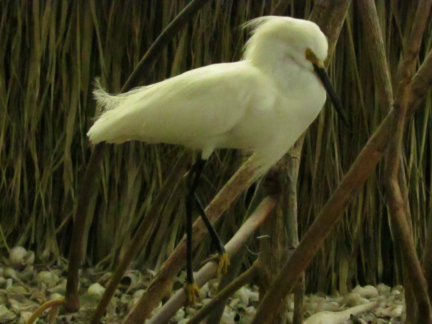 Snowy Egret