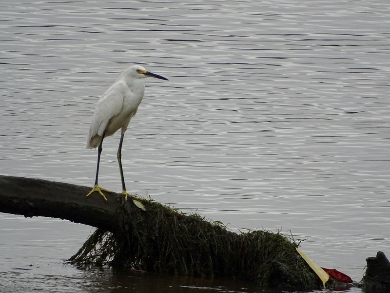 Snowy egret